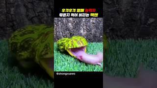 우걱우걱 열매 능력자 팩맨