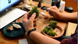 How To Make a Fairy Garden