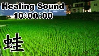 【癒しの音 10時間】 田舎暮らし 田んぼのカエル大合唱：カエル 鳴き声