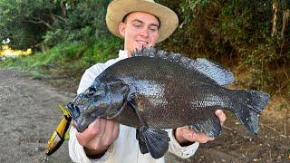 WE CAUGHT SOME GREAT FISH!!! Sooty Grunter Fishing SEQ (Huge Soots, Bass, Toga)