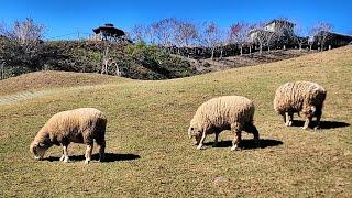 2025冬日青境農場不同景致的草原綿羊！Winter at Qingjing Farm in Taiwan