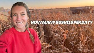 How Much Corn Can We Get Picked In One Day | Harvest Day 30