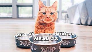 How Many Meals Does Your Cat Need A Day?