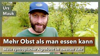 Mehr Obst als man essen kann - Mein syntropischer Agroforst | Urs Mauk | 2024