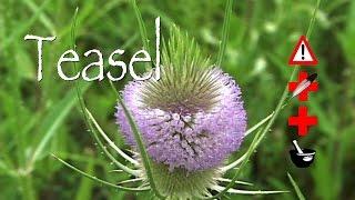 Teasel: Medicinal, Cautions & Other Uses