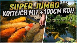 Phänomenal geil! Ein 30.000 Liter SUPER JUMBO Koiteich mit Koi bis 101 cm!