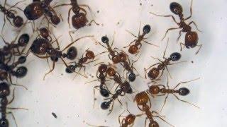 Exotic Ants