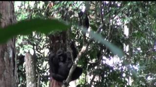 Western Lowland Gorillas, Ngaga, Odzala, Congo (Part 1)