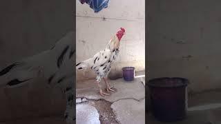 Veera Kattu Tharai Seval