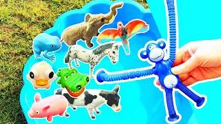 Learn Animal Names & Facts for Babies Toddlers Kids: Elephant Peacock Crocodile Monkey