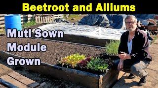 Beetroot | Onions | Shallots | Multi Sown Modules | Green Side Up