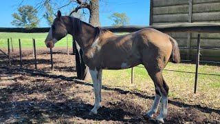 Overo, palenquiado and roped colt $900,000