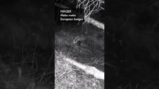 Mäger (Meles meles; European badger)... Eesti elurikkus