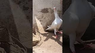 fancy white carrier pigeon️