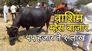 म्हैस बाजार वाशीम | Buffalo Market Washim दि : 09/03/2025 वार रविवार