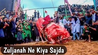 Grand 8 Muharram Manzarkashi | Manzar Kashi Karbala | Zuljanah - Zuljana | Nowgawan Sadat Azadari