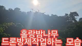 만석이네농장 홀랑밤나무 드론방제 #홀랑밤 #칼집밤 #9월수확