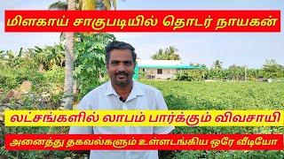 மிளகாய் சாகுபடி/green chilli cultivation full detailed video.