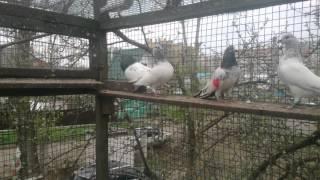 Арабы с подтряссом/about the pigeons of Russia/über die Tauben von Russland