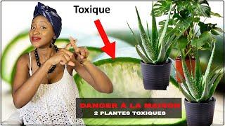 DANGER DANS VOTRE MAISON: 2 PLANTES TOXIQUES À EVITER