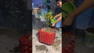 Garden Planter made from Egg Tray - DIY Cement Craft