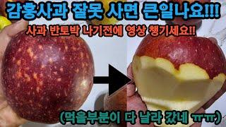 프리미엄 명품사과-감홍사과 살때 주의점,  맛이 너무 좋아 비싼 감홍 사과 살때 주의해야 할부분