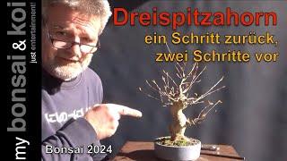 Bonsai 2024-56 - Dreispitzahorn - ein Schritt zurück für zwei Schritte vor?