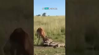 Cheetah vs Impala Fierce Fight, Dramatic Moments in the Savanna #Animal Life #Impala #Cheetah