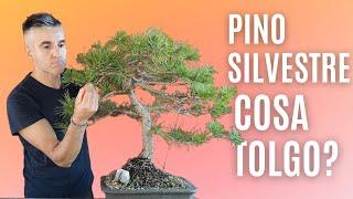 PINO SILVESTRE BONSAI, filatura e styling autunnale