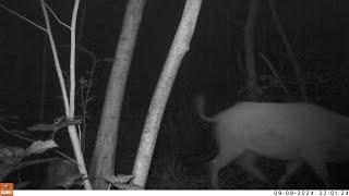 Wild Boar - Infra Red TrailCam