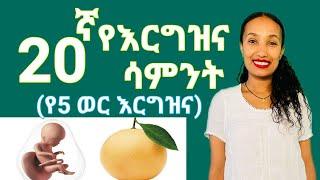 የእርግዝና ሃያኛ ሳምንት(የ5 ወር እርግዝና) //20 weeks of pregnancy ;What to Expect