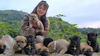 18-year-old single mother harvests vegetables in the garden, takes care of abandoned puppies