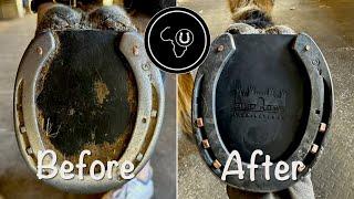 Hoof restoration for retired warm blood