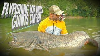 Flyfishing For Wells Giants Catfish