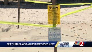 Sea turtle lays earliest recorded nest in Volusia County