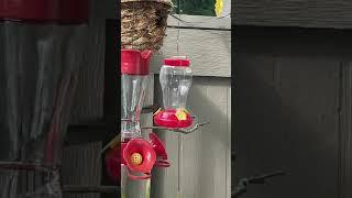 This cheapest hummingbird feeder is still an attracting one. #thedodo #zefrank1 #uncleben #bbcearth