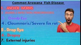 Part 3| 7 》Common Arowana fish Disease|#English|#bobbuvlog #arowana #2022 #vlog#fish #disease#foryou