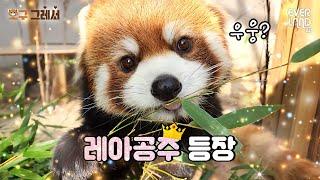 A 3YO Lesser Panda, Leah’s Vlog