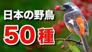 美しい自然を彩る、野鳥たちの魅力を解説します！【鳴き声付き】