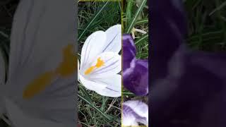 DailyBloomDid you know?#shorts #dailybloom #springflowers #flowerfacts #botany #didyouknow #crocus