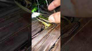 funny big jumping frog catcher l entertainment catching a funny jumping frog..