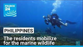 Philippines: the residents mobilize for the marine wildlife • FRANCE 24 English