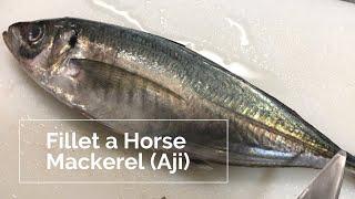 Japanese chef fillets a Horse Mackerel(Aji)