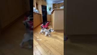 Cat drifting dog laugh fall comedy