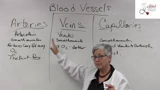 CMA Blood Vessels