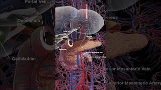 Anatomy of the Pancreas  #meded #anatomy #3dmodel