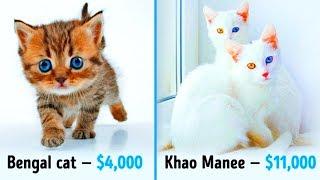 19 Awesome Cats That Cost a Fortune