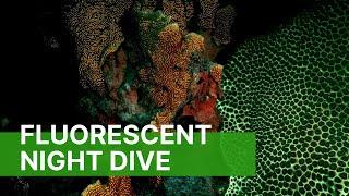 Night Diving in Curacao | Curacao Dive Guide | Dive Travel Curacao