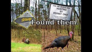 Found them. NC Game Land Turkeys 2024