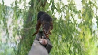 The Euroasian Red Squirrel 4 K quality